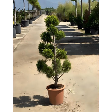 En pot forme pompons