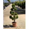 En pot forme pompons