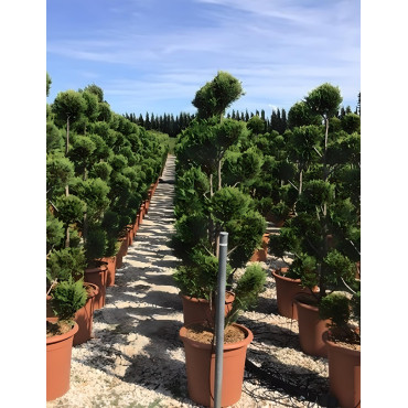En pot forme pompons