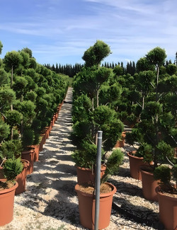 CUPRESSOCYPARIS leylandii CASTLEWELLAN GOLD En pot forme pompons
