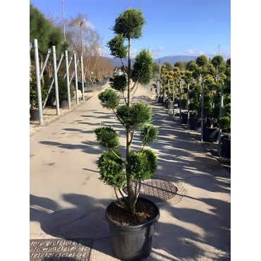 En pot forme pompons
