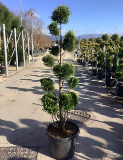 CUPRESSOCYPARIS leylandii CASTLEWELLAN GOLD En pot forme pompons