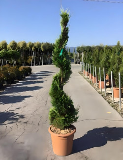 CUPRESSOCYPARIS leylandii CASTLEWELLAN GOLD En pot forme spirale