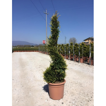 En pot forme spirale