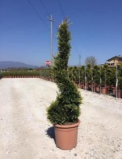 CUPRESSOCYPARIS leylandii CASTLEWELLAN GOLD En pot forme spirale