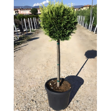 En pot tige hauteur du tronc 090-110 cm