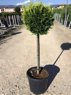 CUPRESSOCYPARIS leylandii CASTLEWELLAN GOLD En pot tige hauteur du tronc 090-110 cm