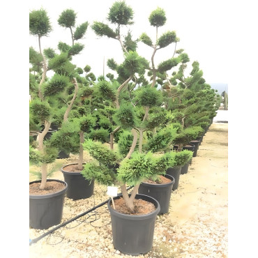 En pot forme bonsaï