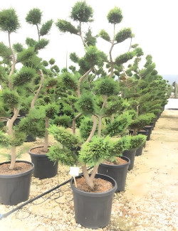 CUPRESSOCYPARIS leylandii CASTLEWELLAN GOLD En pot forme bonsaï