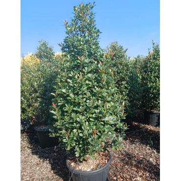 PHOTINIA fraseri RED ROBIN En pot forme conique