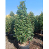 PHOTINIA fraseri RED ROBIN En pot forme conique