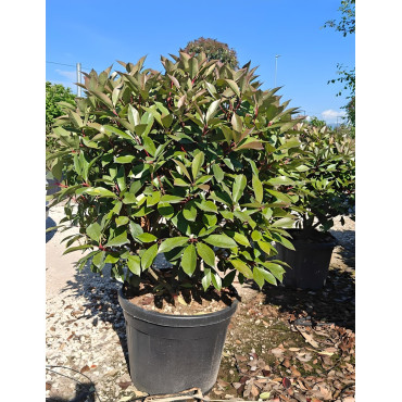 PHOTINIA fraseri RED ROBIN En pot forme boule