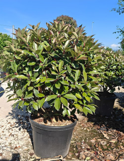 PHOTINIA fraseri RED ROBIN En pot forme boule