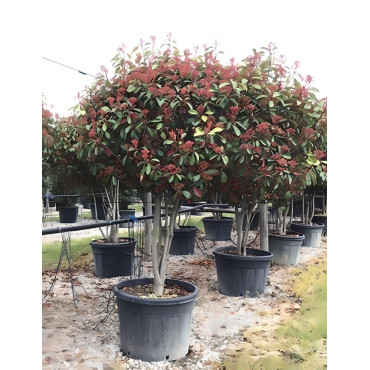 PHOTINIA fraseri RED ROBIN En pot forme cépée remontée