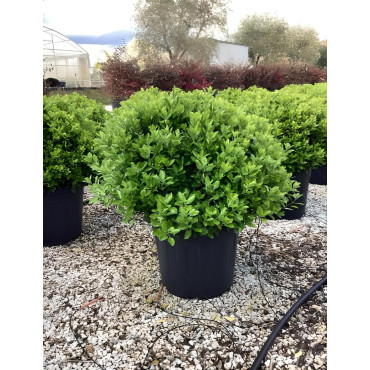 EUONYMUS japonicus En forme boule