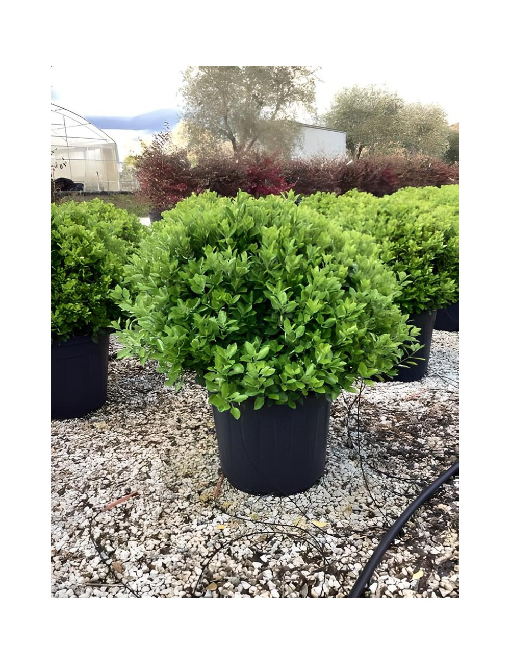 EUONYMUS japonicus En forme boule