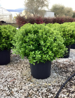 EUONYMUS japonicus En forme boule