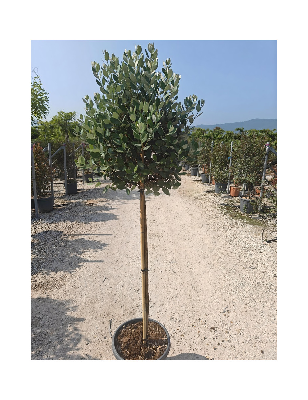 FEIJOA sellowiana En pot forme tige hauteur du tronc 090-110 cm