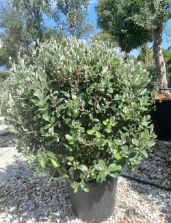 FEIJOA sellowiana En pot forme boule