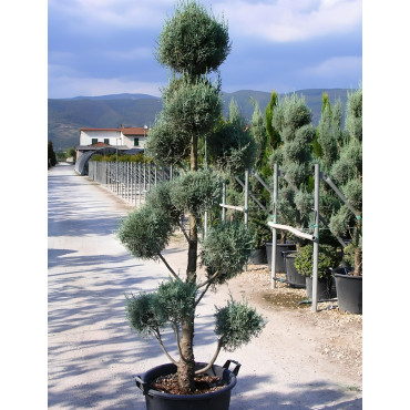 CUPRESSUS arizonica FASTIGIATA En pot forme pompons