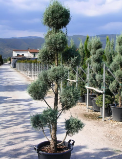 CUPRESSUS arizonica FASTIGIATA En pot forme pompons