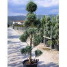 CUPRESSUS arizonica FASTIGIATA En pot forme pompons