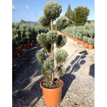 CUPRESSUS arizonica FASTIGIATA En pot forme pompons