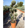CUPRESSUS arizonica FASTIGIATA En pot forme pompons