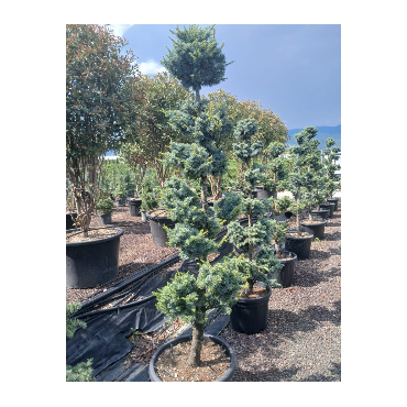 CEDRUS atlantica GLAUCA En pot forme pompons