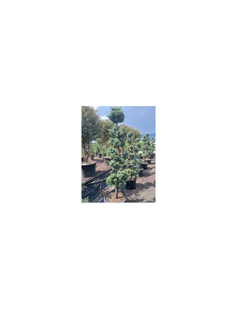 CEDRUS atlantica GLAUCA En pot forme pompons