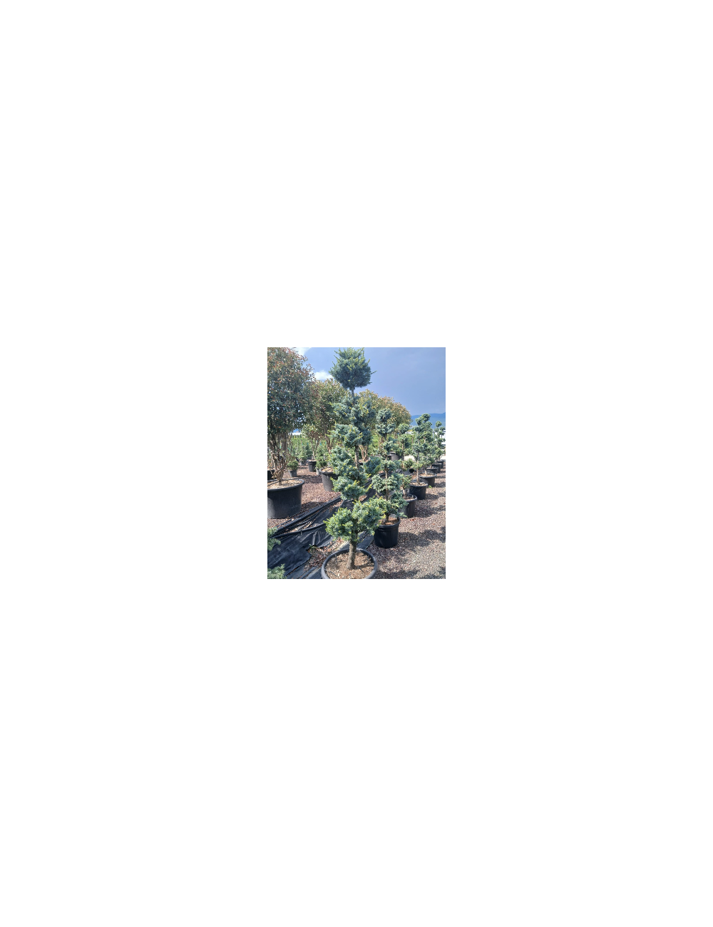 CEDRUS atlantica GLAUCA En pot forme pompons