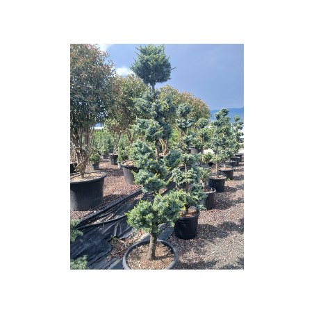 CEDRUS atlantica GLAUCA En pot forme pompons
