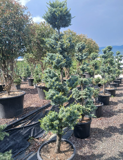 CEDRUS atlantica GLAUCA En pot forme pompons