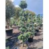 CEDRUS atlantica GLAUCA En pot forme pompons