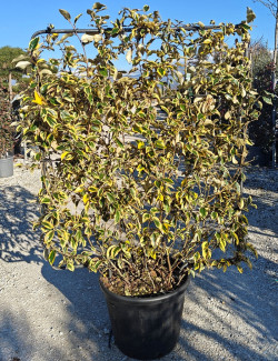 ELAEAGNUS ebbingei Gilt hedge En pot litres forme espalier