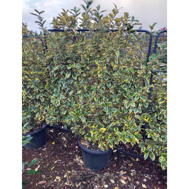 ELAEAGNUS ebbingei VIVELEG® En pot forme espalier