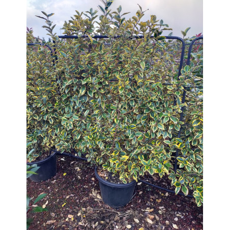 ELAEAGNUS ebbingei VIVELEG® En pot forme espalier