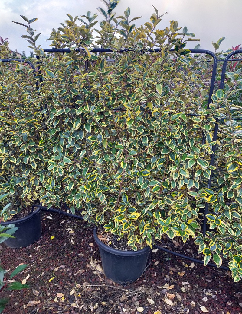 ELAEAGNUS ebbingei VIVELEG® En pot forme espalier