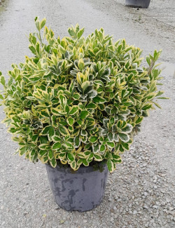 EUONYMUS japonicus BRAVO En pot forme boule