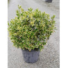 EUONYMUS japonicus BRAVO En pot forme boule