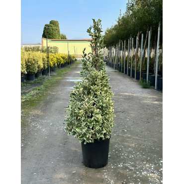 EUONYMUS japonicus BRAVO En pot forme conique