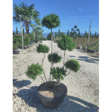 ILEX crenata KINME