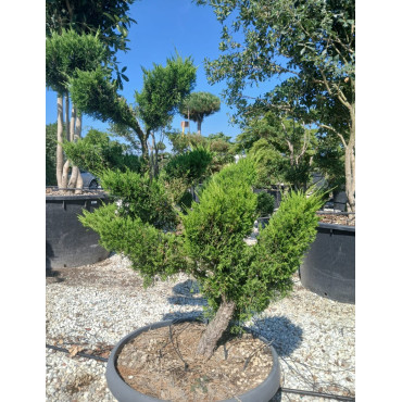 JUNIPERUS media MINT JULEP En pot forme bonsaï