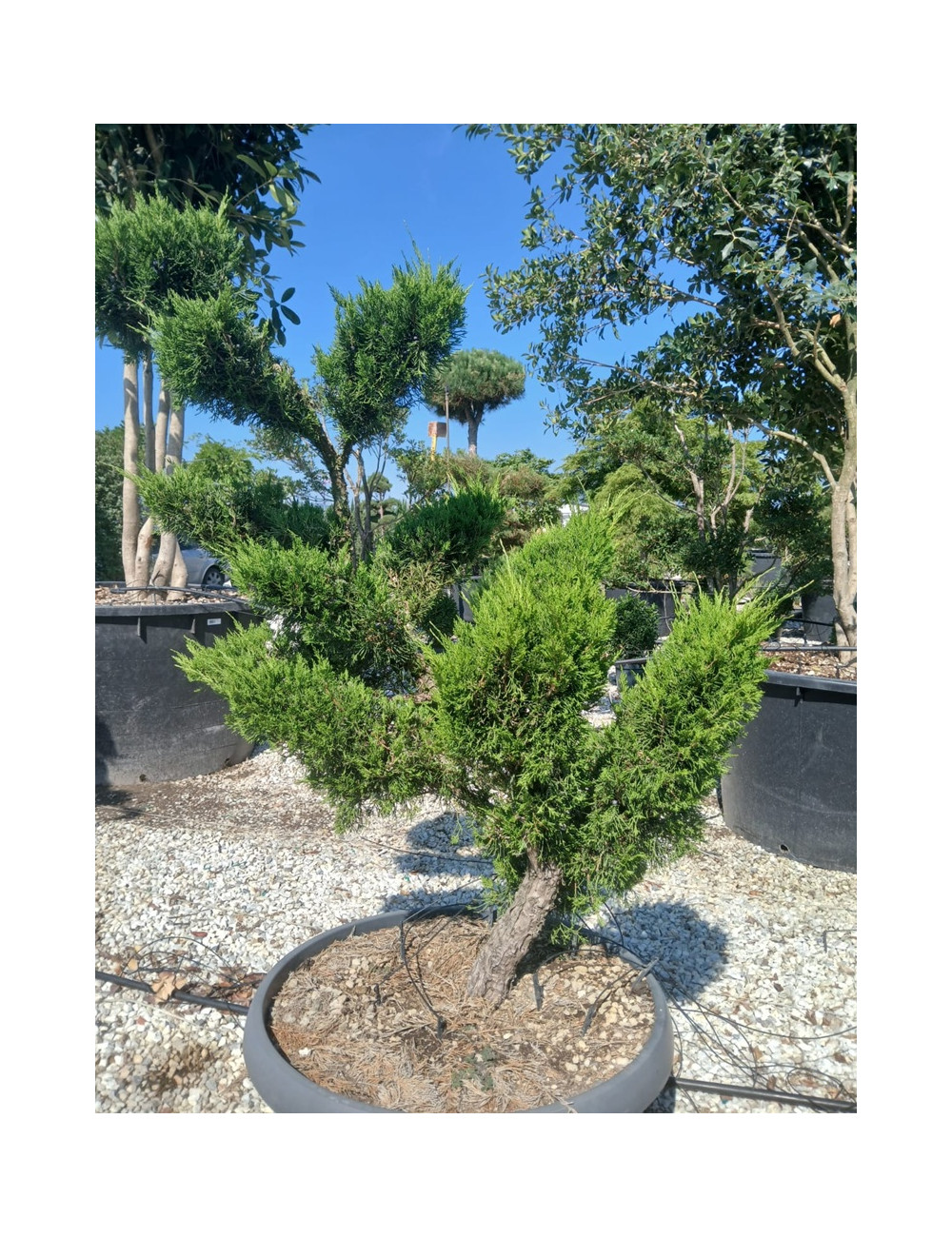 JUNIPERUS media MINT JULEP En pot forme bonsaï
