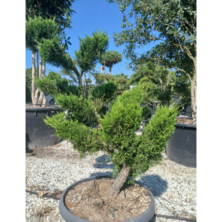 JUNIPERUS media MINT JULEP En pot forme bonsaï