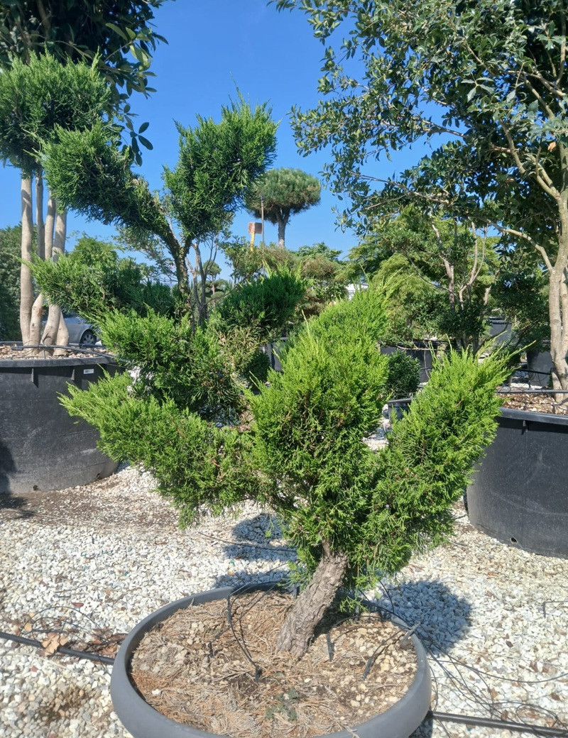 JUNIPERUS media MINT JULEP En pot forme bonsaï