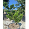 JUNIPERUS media MINT JULEP En pot forme bonsaï