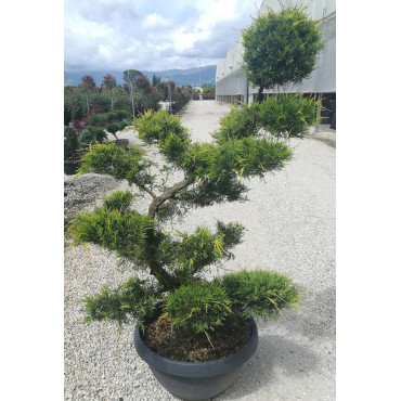 JUNIPERUS media Pfitzeriana AUREA En pot forme bonsaï