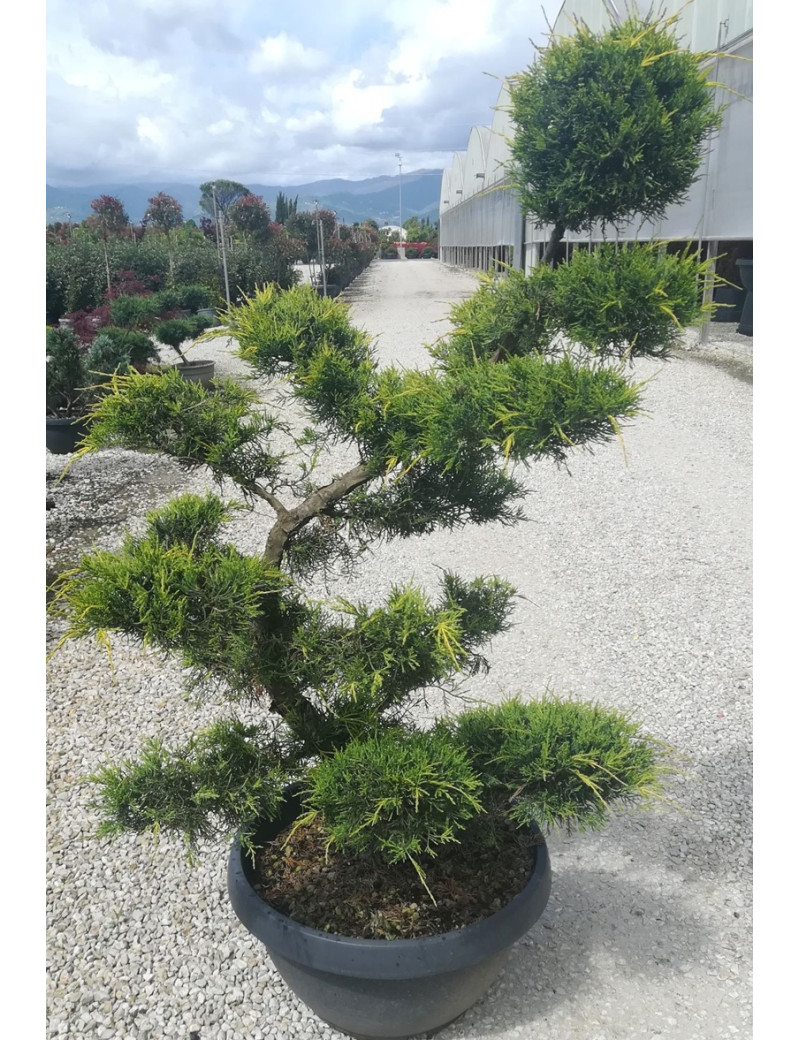 JUNIPERUS media Pfitzeriana AUREA En pot forme bonsaï