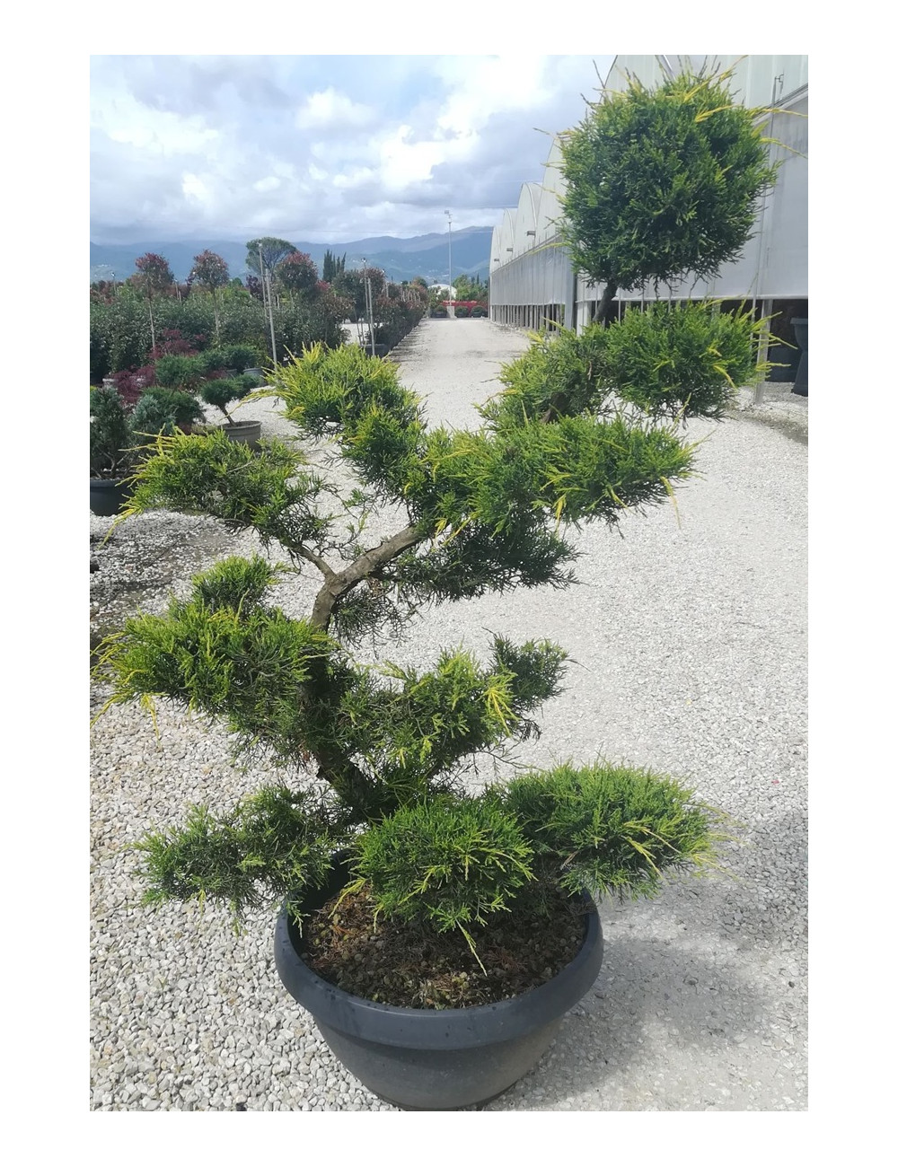 JUNIPERUS media Pfitzeriana AUREA En pot forme bonsaï